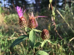 Centaurea phrygia