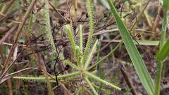 Drosera finlaysoniana