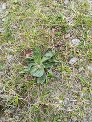 Plantago