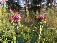 Centaurea phrygia