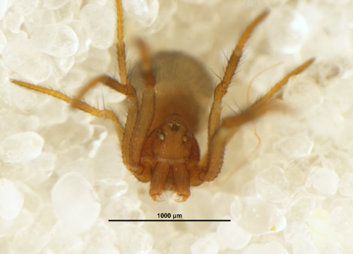 Anapidae
