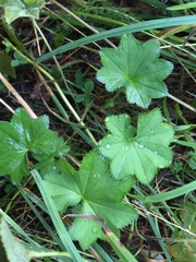 Alchemilla
