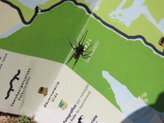 Nurscia albomaculata