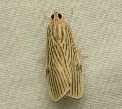 Tyspanodes linealis