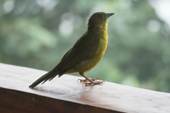 Orthogonys chloricterus