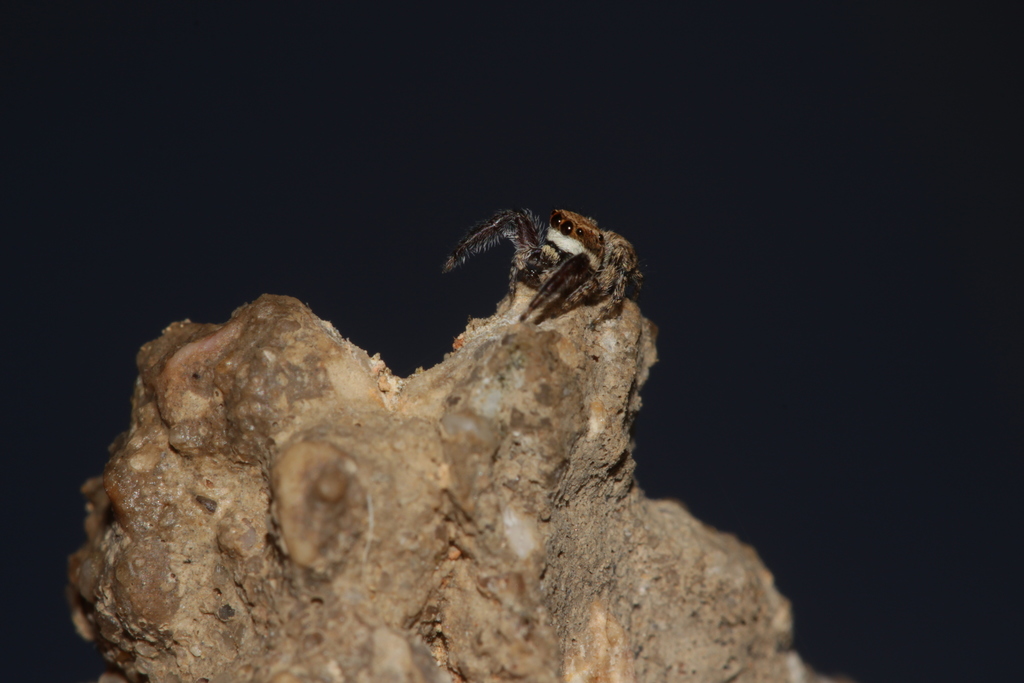 Neaetha membrosa
