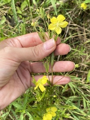 Lysimachia quadriflora