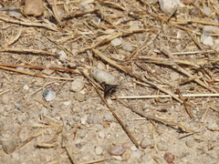 Thyridanthrax elegans