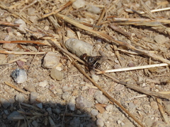 Thyridanthrax elegans