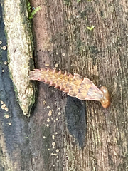 Pyractomena borealis