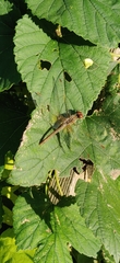 Sympetrum flaveolum