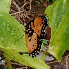 Precis octavia octavia