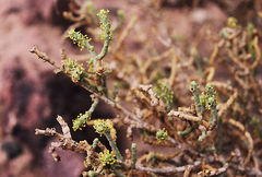 Anabasis articulata