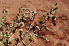 Anabasis articulata
