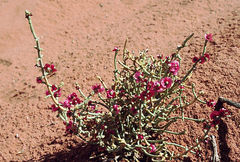 Anabasis articulata