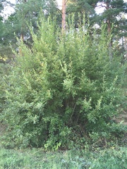 Salix caprea