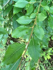 Salix caprea
