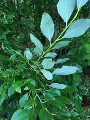 Salix caprea