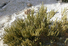 Anabasis articulata