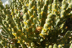 Anabasis articulata