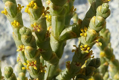 Anabasis articulata
