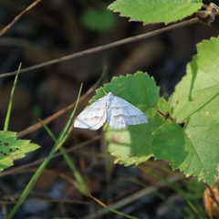 Perizoma parallelolineatum