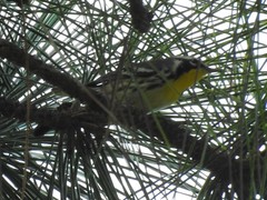 Setophaga dominica image