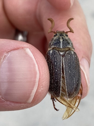 Hammond's Chafer photo 5