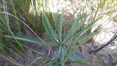 Euphorbia silenifolia