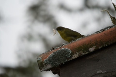 Orthogonys chloricterus