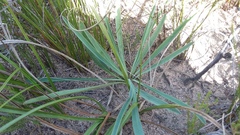 Euphorbia silenifolia