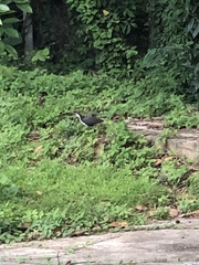 Amaurornis phoenicurus