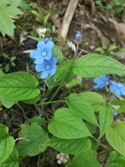 Omphalodes verna