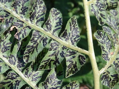 Cryptomycina pteridis