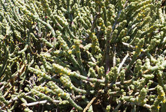 Anabasis articulata