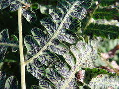 Cryptomycina pteridis