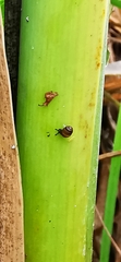 Vertigo moulinsiana