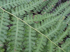 Cryptomycina pteridis