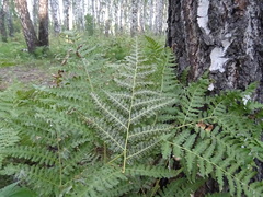 Cryptomycina pteridis