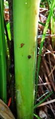 Vertigo moulinsiana