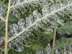 Cryptomycina pteridis