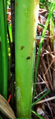 Vertigo moulinsiana