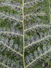 Cryptomycina pteridis