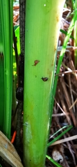 Vertigo moulinsiana