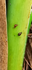 Vertigo moulinsiana