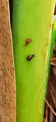 Vertigo moulinsiana