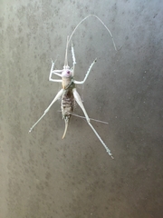 Meconema meridionale