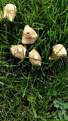 Marasmius oreades