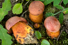 Exsudoporus permagnificus
