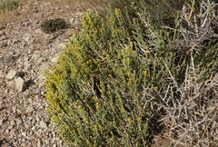 Anabasis articulata